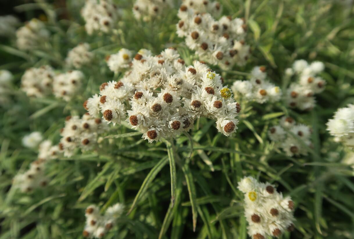 Plesnivka perlová 'Neuschnee' - Anaphalis margaritacea 'Neuschnee'