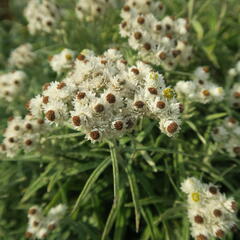 Plesnivka perlová 'Neuschnee' - Anaphalis margaritacea 'Neuschnee'