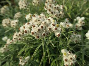 Plesnivka perlová 'Neuschnee' - Anaphalis margaritacea 'Neuschnee'