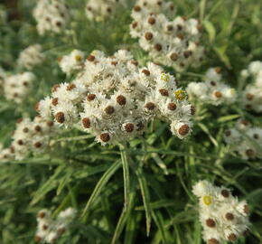 Plesnivka perlová 'Neuschnee' - Anaphalis margaritacea 'Neuschnee'