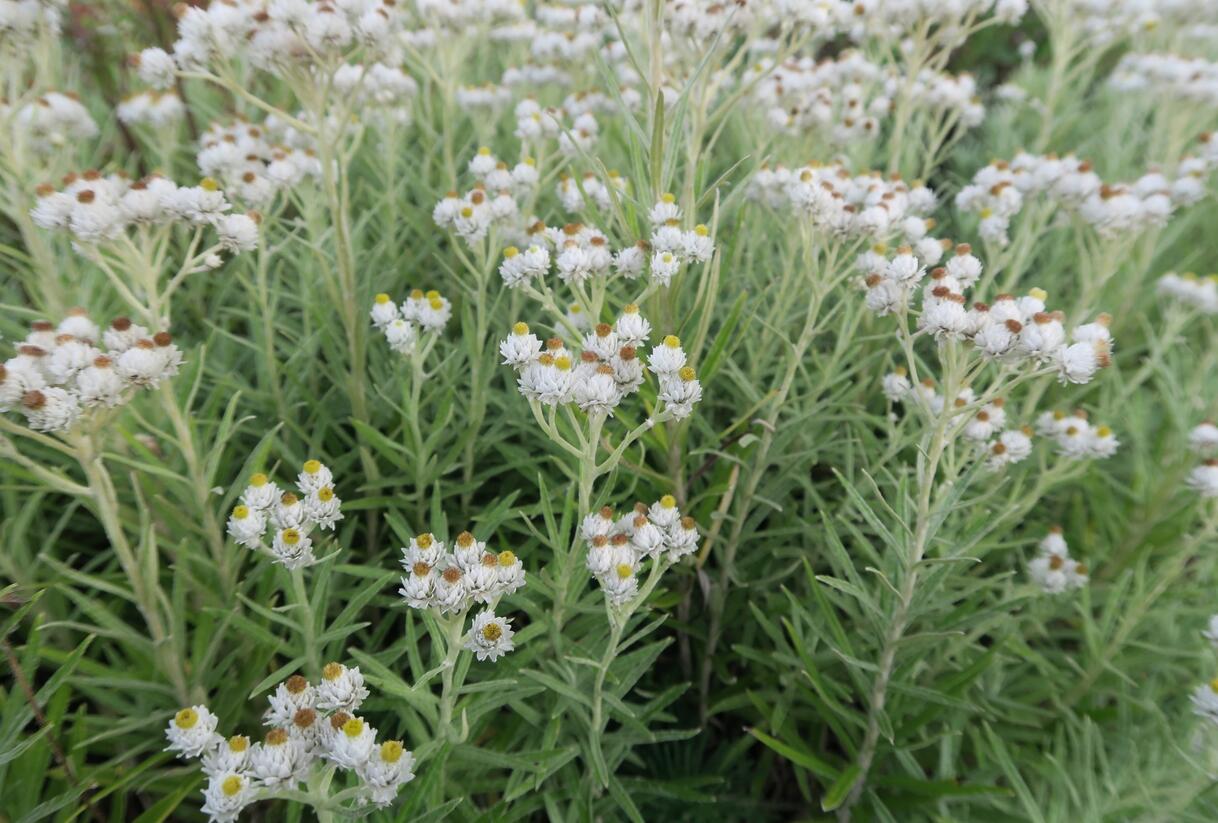 Plesnivka perlová 'Neuschnee' - Anaphalis margaritacea 'Neuschnee'