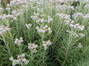 Plesnivka perlová 'Neuschnee' - Anaphalis margaritacea 'Neuschnee'