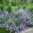 Marulka lékařská 'Blue Cloud Strain' - Calamintha nepeta 'Blue Cloud Strain'