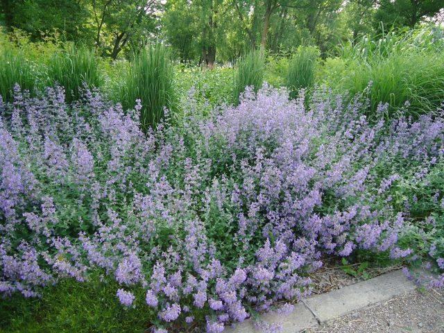 Marulka lékařská 'Blue Cloud Strain' - Calamintha nepeta 'Blue Cloud Strain'