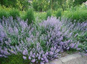 Marulka lékařská 'Blue Cloud Strain' - Calamintha nepeta 'Blue Cloud Strain'
