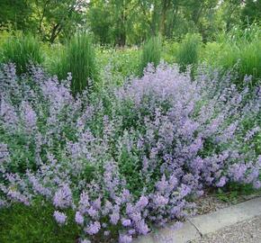 Marulka lékařská 'Blue Cloud Strain' - Calamintha nepeta 'Blue Cloud Strain'