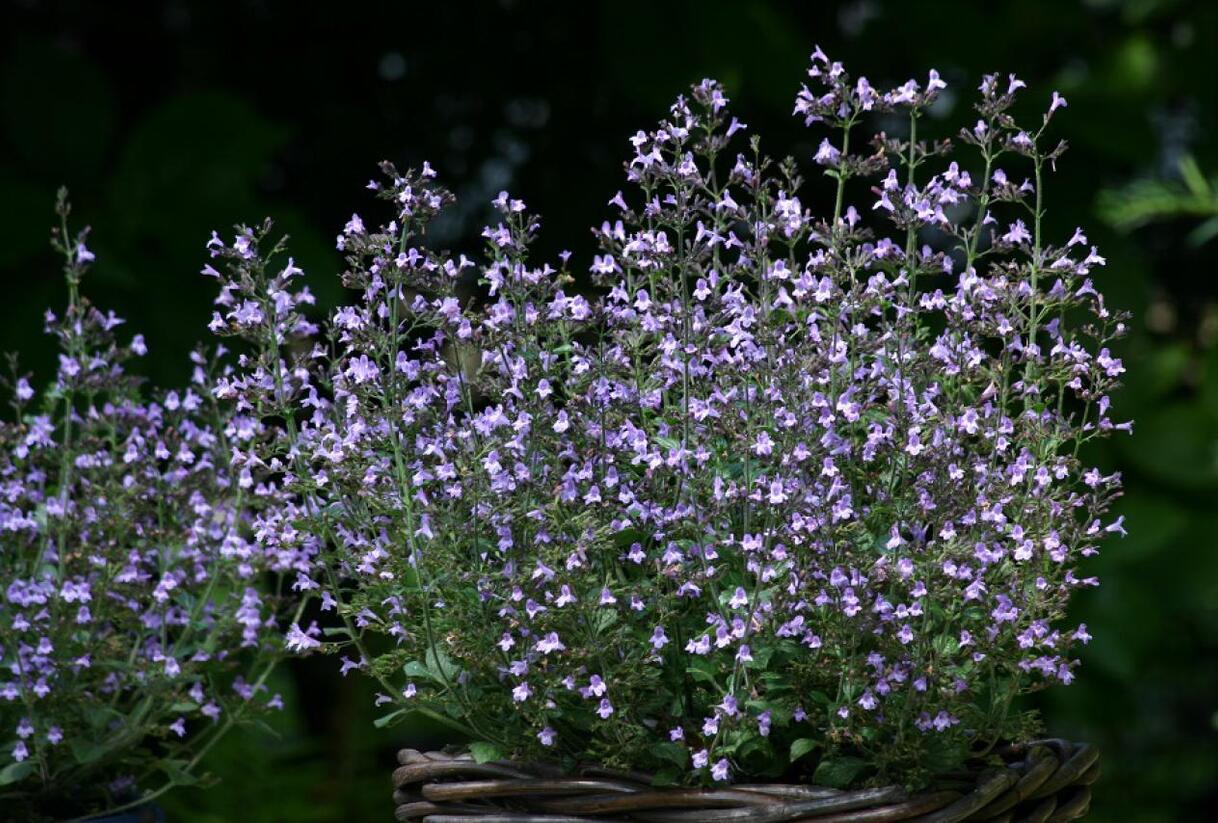 Marulka lékařská 'Blue Cloud Strain' - Calamintha nepeta 'Blue Cloud Strain'