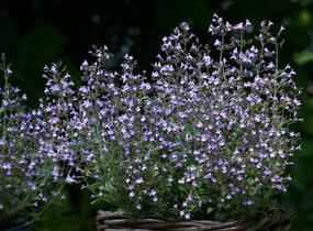 Marulka lékařská 'Blue Cloud Strain' - Calamintha nepeta 'Blue Cloud Strain'
