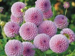 Jiřina 'Pompon Rose' - Dahlia 'Pompon Rose'