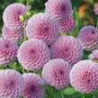 Jiřina 'Pompon Rose' - Dahlia 'Pompon Rose'
