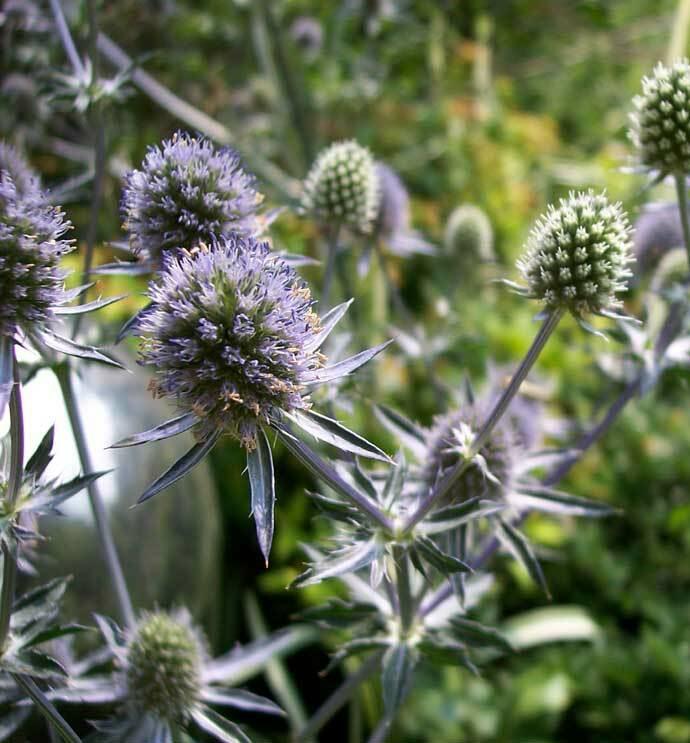 Máčka plocholistá 'Blaukappe' - Eryngium planum 'Blaukappe'