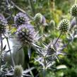Máčka plocholistá 'Blaukappe' - Eryngium planum 'Blaukappe'