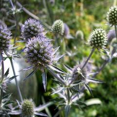Máčka plocholistá 'Blaukappe' - Eryngium planum 'Blaukappe'