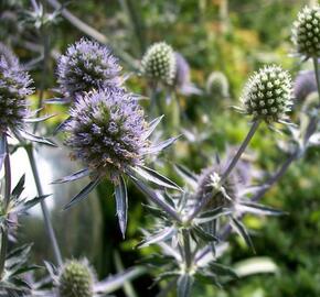 Máčka plocholistá 'Blaukappe' - Eryngium planum 'Blaukappe'