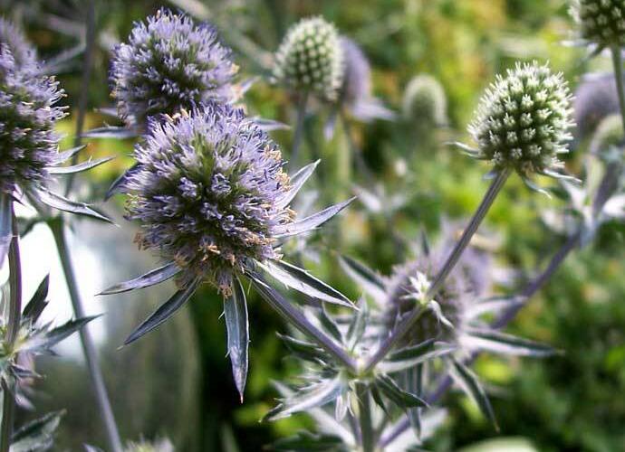 Máčka plocholistá 'Blaukappe' - Eryngium planum 'Blaukappe'