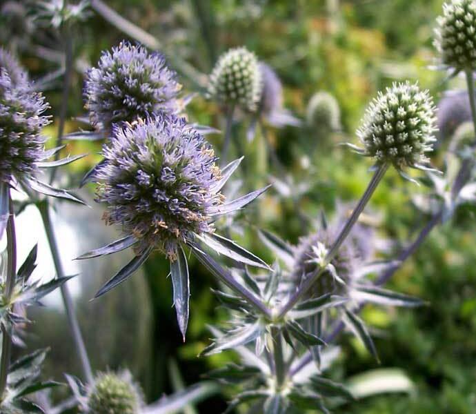 Máčka plocholistá 'Blaukappe' - Eryngium planum 'Blaukappe'