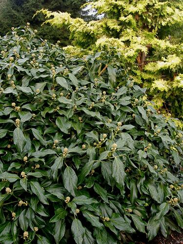 Břečťan kavkazský 'Arborescens' - Hedera colchica 'Arborescens'