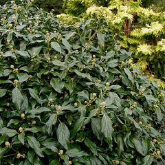 Břečťan kavkazský 'Arborescens' - Hedera colchica 'Arborescens'