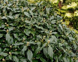 Břečťan kavkazský 'Arborescens'