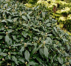 Břečťan kavkazský 'Arborescens' - Hedera colchica 'Arborescens'
