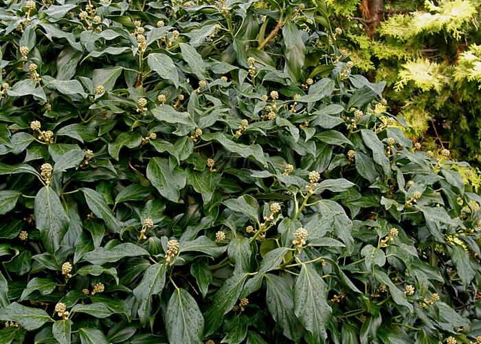 Břečťan kavkazský 'Arborescens' - Hedera colchica 'Arborescens'