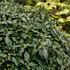 brectan-kavkazsky-arborescens.jpg