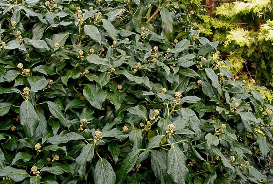 Břečťan kavkazský 'Arborescens' - Hedera colchica 'Arborescens'