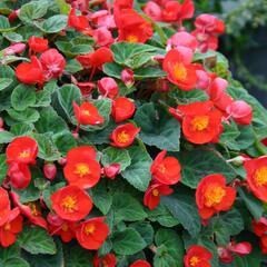 Begónie hlíznatá 'Flamboyant' - Begonia tuberhybrida 'Flamboyant'