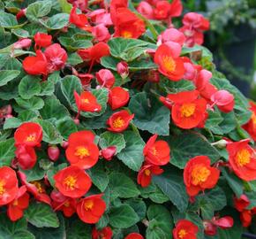 Begónie hlíznatá 'Flamboyant' - Begonia tuberhybrida 'Flamboyant'