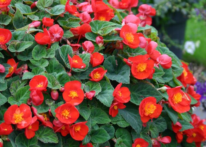 Begónie hlíznatá 'Flamboyant' - Begonia tuberhybrida 'Flamboyant'