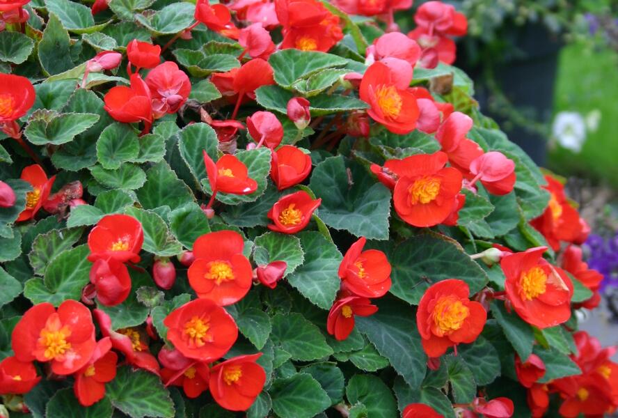 Begónie hlíznatá 'Flamboyant' - Begonia tuberhybrida 'Flamboyant'