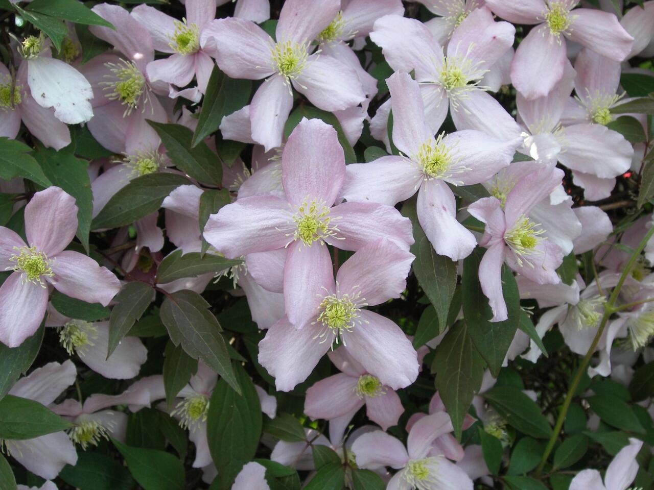 Plamének horský 'Fragrant Spring' - Clematis montana 'Fragrant Spring ...