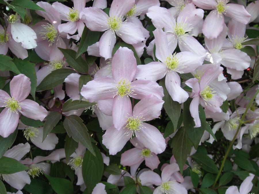 Plamének horský 'Fragrant Spring' - Clematis montana 'Fragrant Spring'