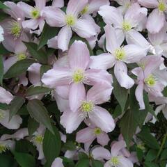 Plamének horský 'Fragrant Spring' - Clematis montana 'Fragrant Spring'