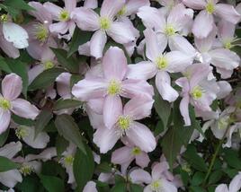 Plamének horský 'Fragrant Spring'
