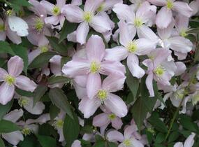 Plamének horský 'Fragrant Spring' - Clematis montana 'Fragrant Spring'
