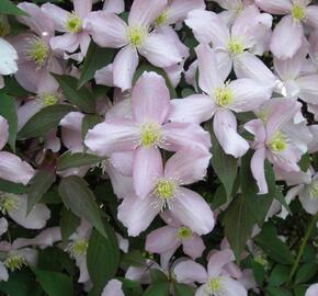 Plamének horský 'Fragrant Spring' - Clematis montana 'Fragrant Spring'