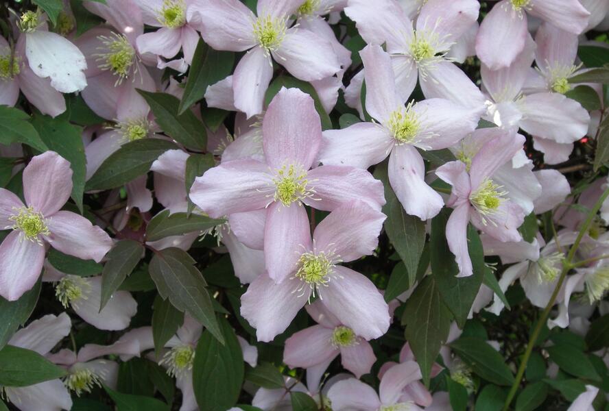 Plamének horský 'Fragrant Spring' - Clematis montana 'Fragrant Spring'