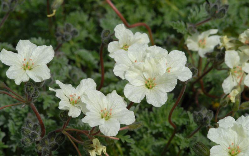 Pumpava zlatá - Erodium chrysanthum