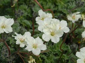 Pumpava zlatá - Erodium chrysanthum
