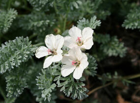 Pumpava zlatá - Erodium chrysanthum