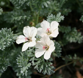 Pumpava zlatá - Erodium chrysanthum