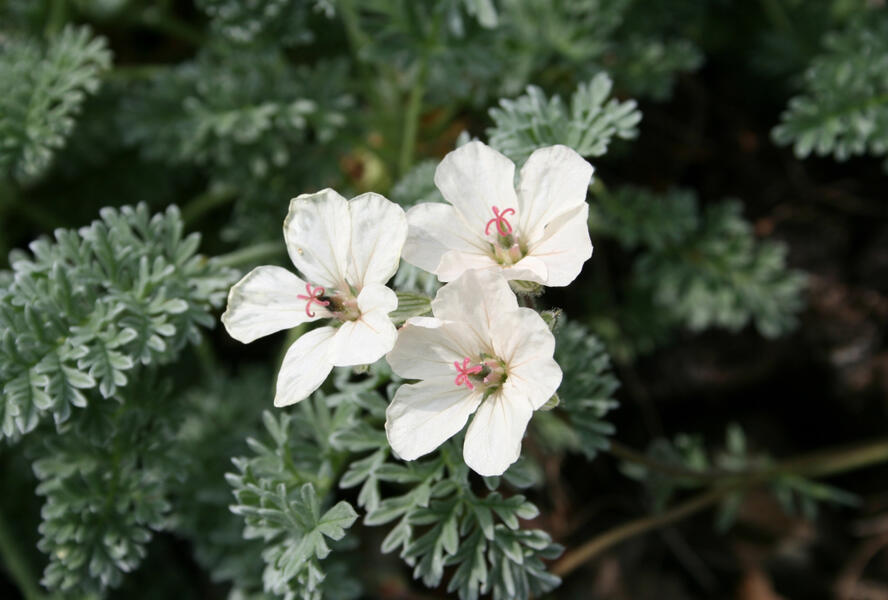 Pumpava zlatá - Erodium chrysanthum