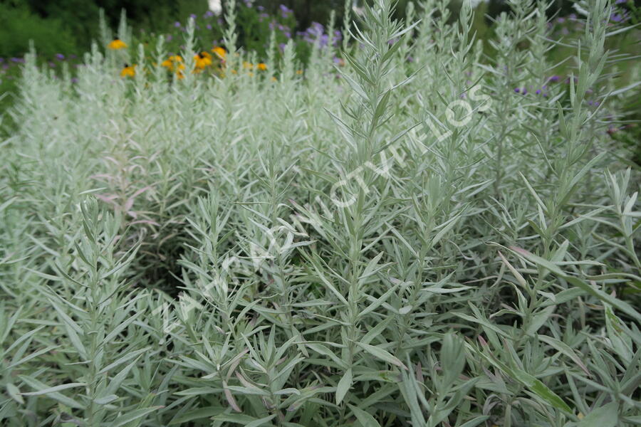 Pelyněk Ludvíkův 'Silver Queen' - Artemisia ludoviciana 'Silver Queen'