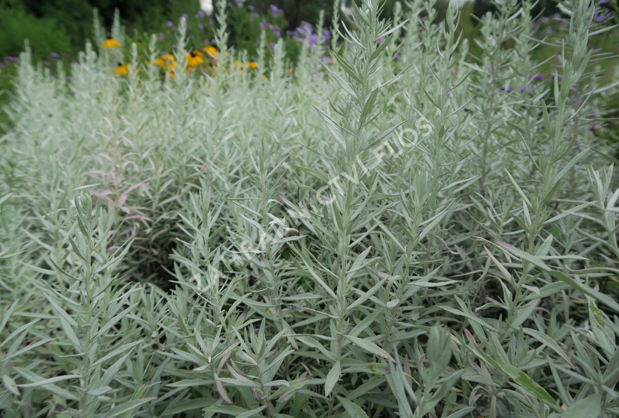 Pelyněk Ludvíkův 'Silver Queen' - Artemisia ludoviciana 'Silver Queen'