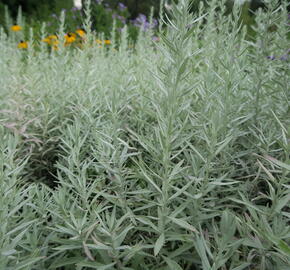 Pelyněk Ludvíkův 'Silver Queen' - Artemisia ludoviciana 'Silver Queen'