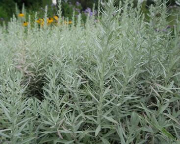 Pelyněk Ludvíkův 'Silver Queen'