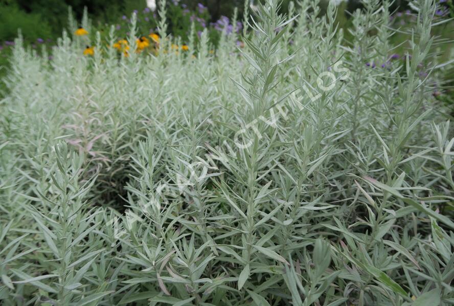 Pelyněk Ludvíkův 'Silver Queen' - Artemisia ludoviciana 'Silver Queen'