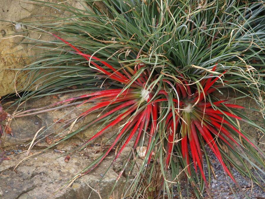 Venkovní bromelie - Fascicularia bicolor