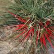 Venkovní bromelie - Fascicularia bicolor